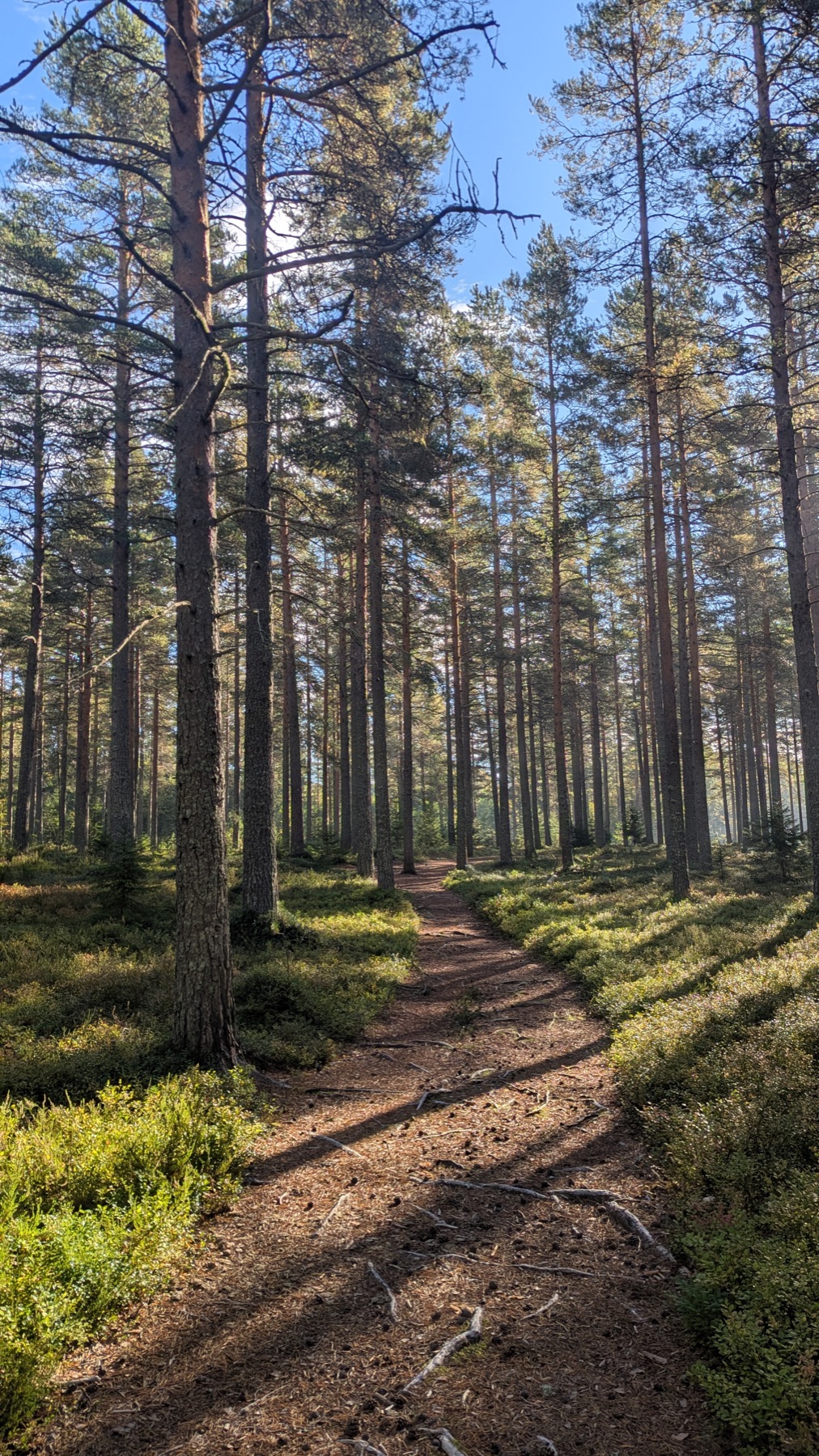 Hjärnvila i naturen